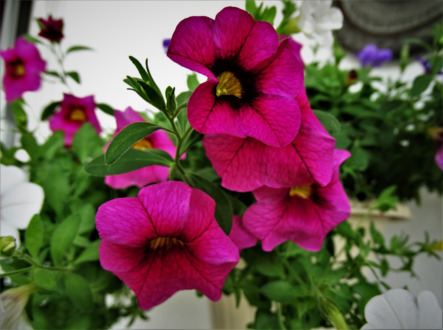 Petunien (Petunia)