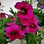 Petunien (Petunia)