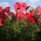 Petunien (Petunia)