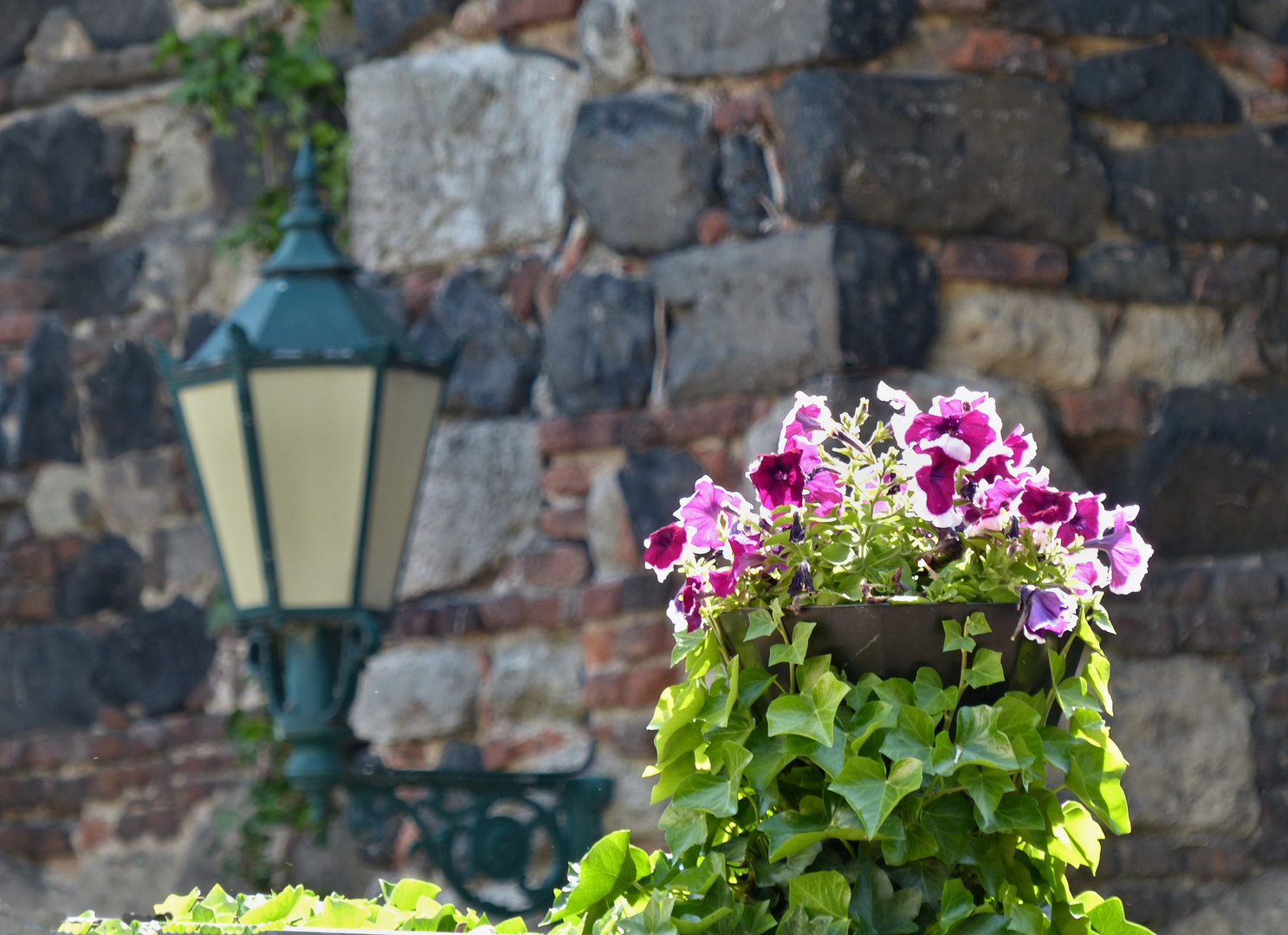 Petunien vor der alten Stadtmauer