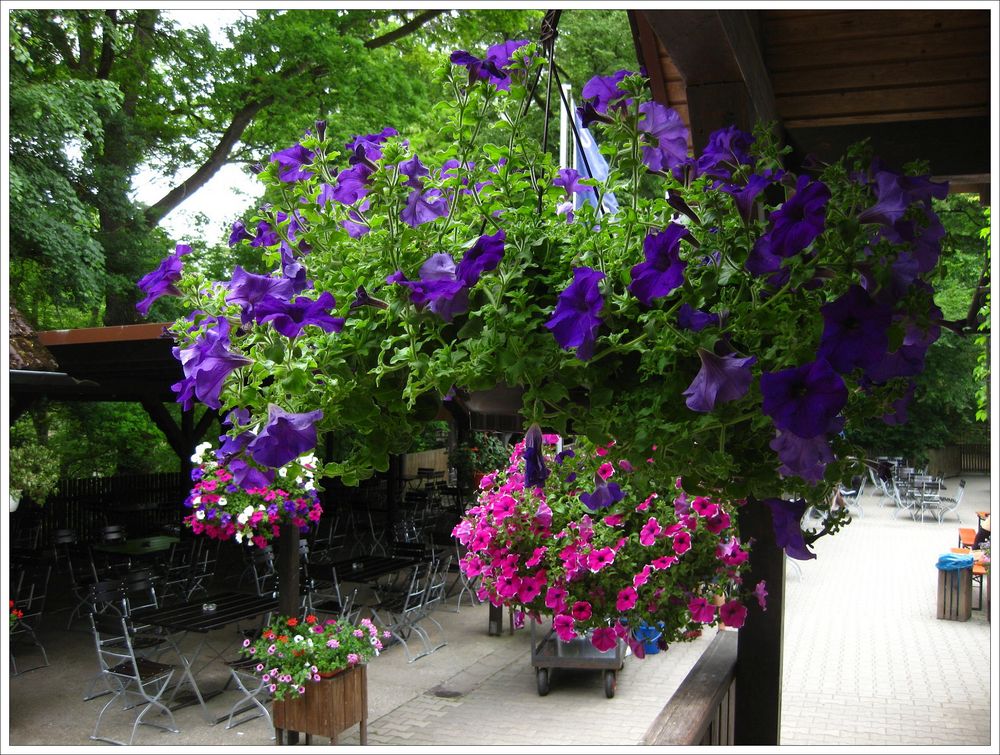 Petunienampel am Biergarten