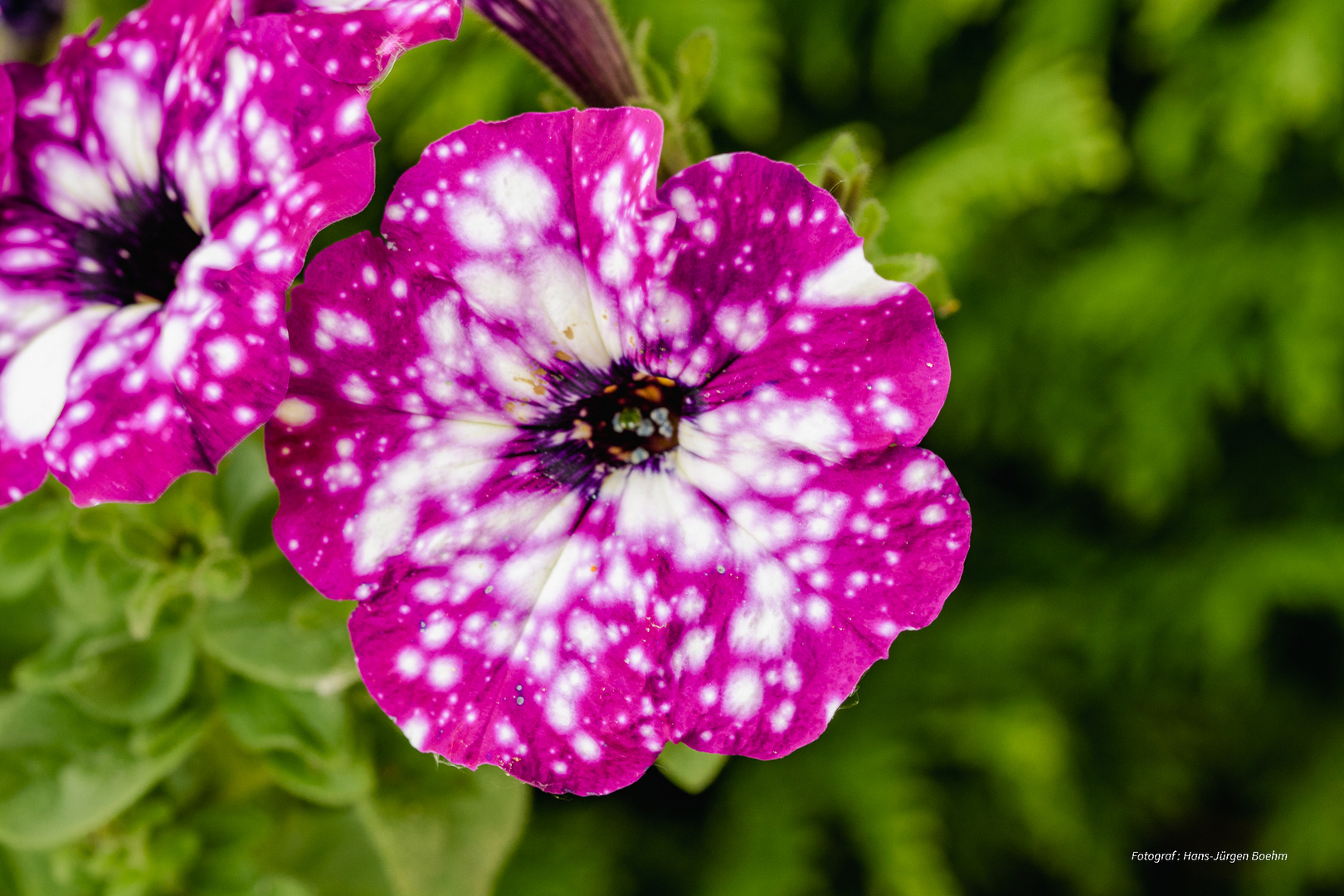 Petunienblüte groß