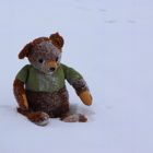 Petz im Schnee 