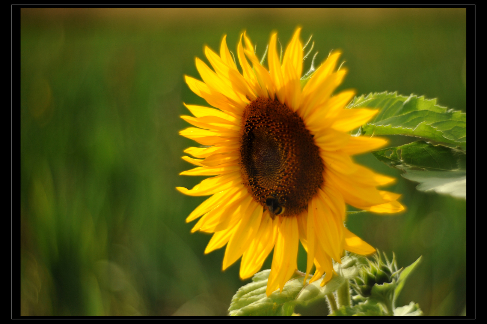 Petzval-Sunflower