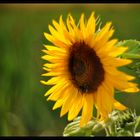 Petzval-Sunflower