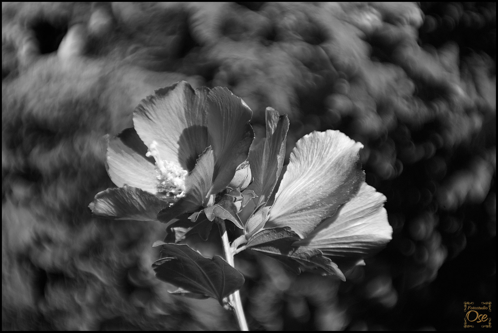 Petzval's Sicht auf den Hibiskus