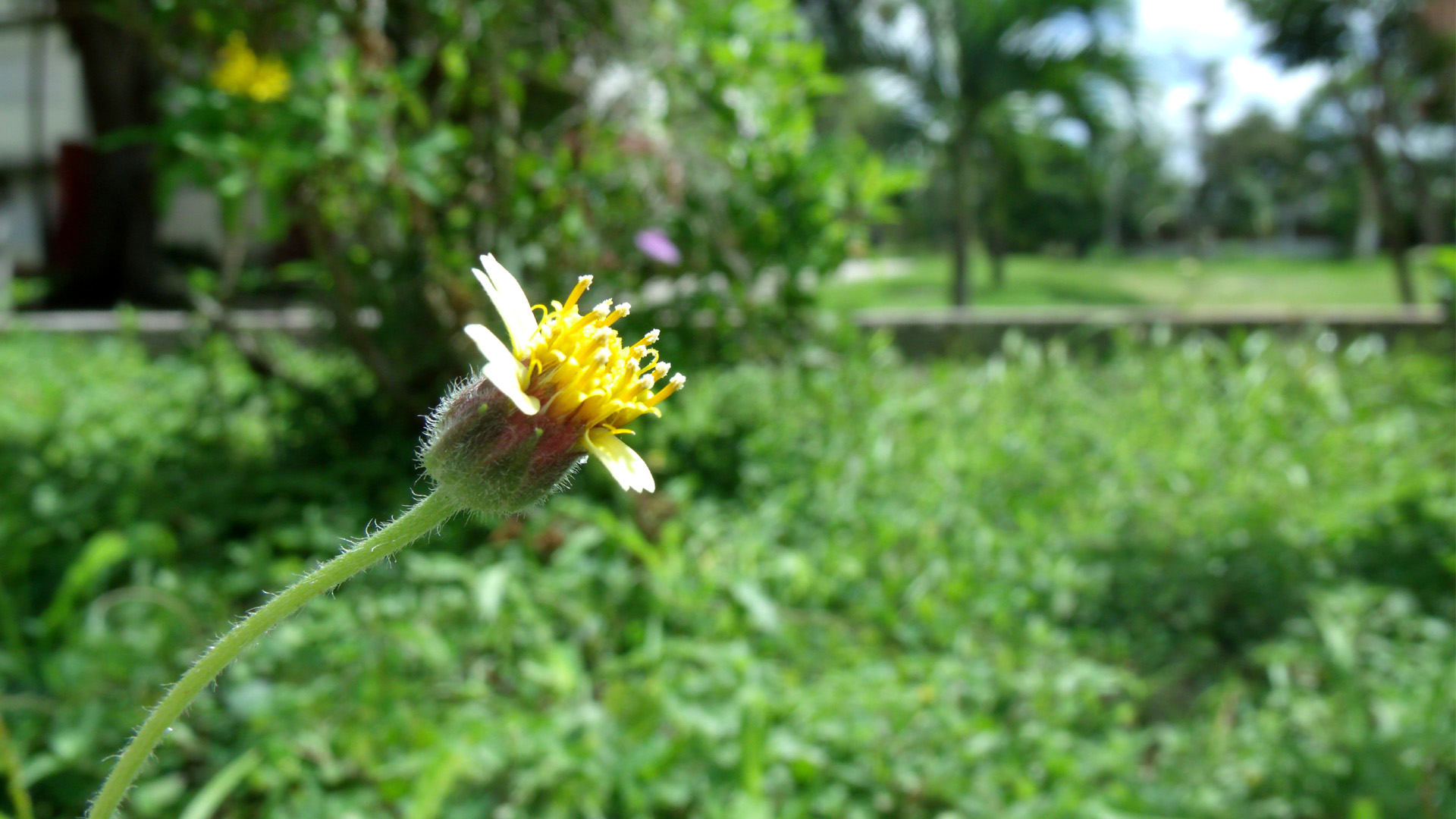 Peueqña flor