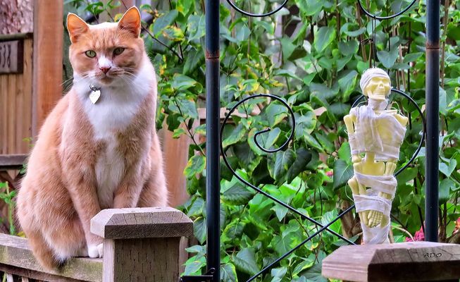 Peur de ce squelette ? Non, pas moi :-)) 