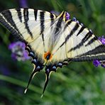 peur de se brùler les ailes ....