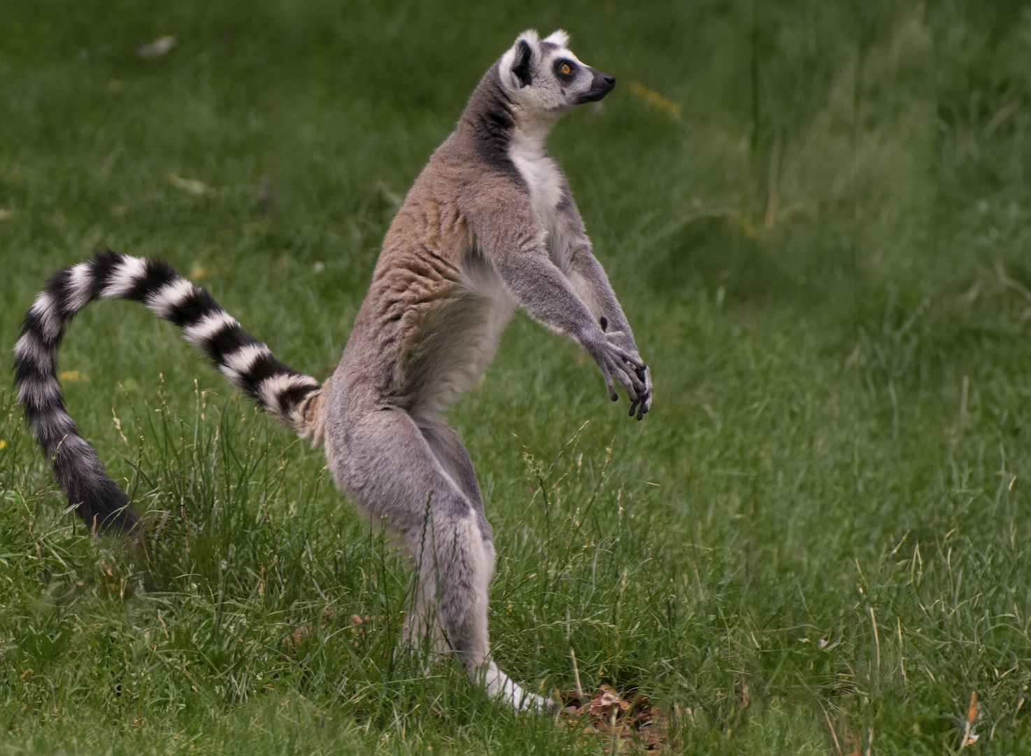 Peur ! (Lemur catta, maki catta)