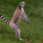 Peur ! (Lemur catta, maki catta)