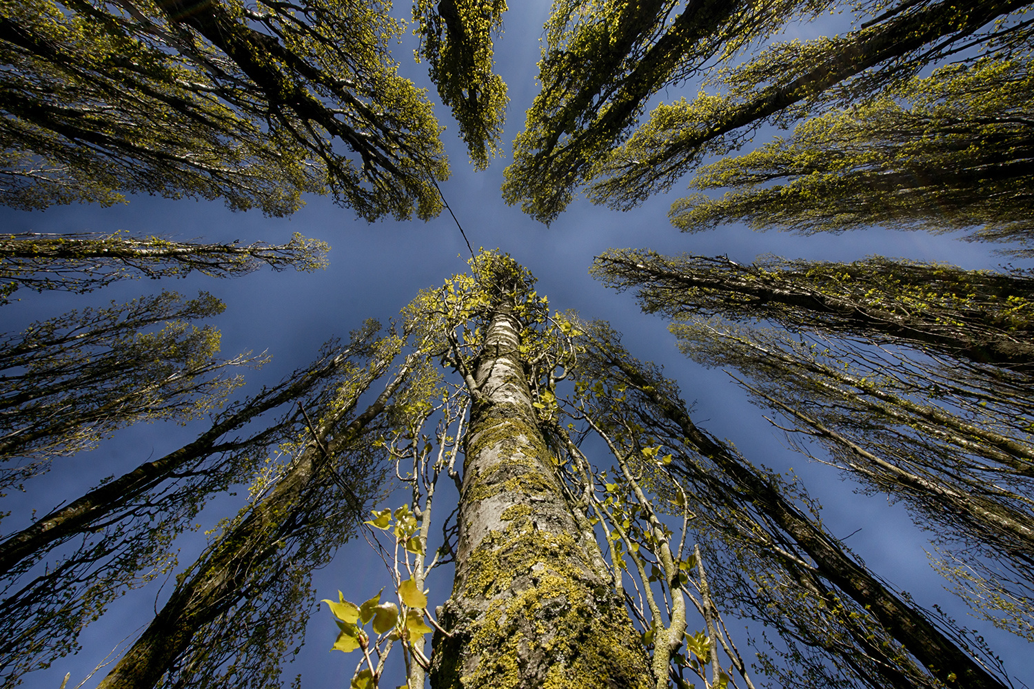Peut plier photo et image nature abstraite les saisons Peut plier photo et image nature abstraite les saisons