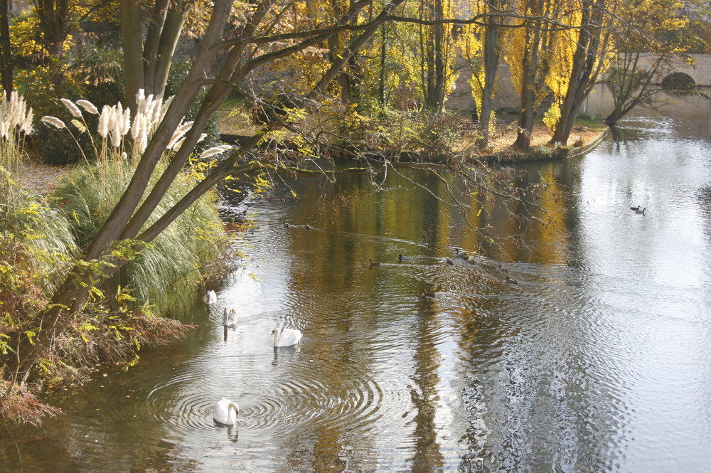 Peut être un cygne