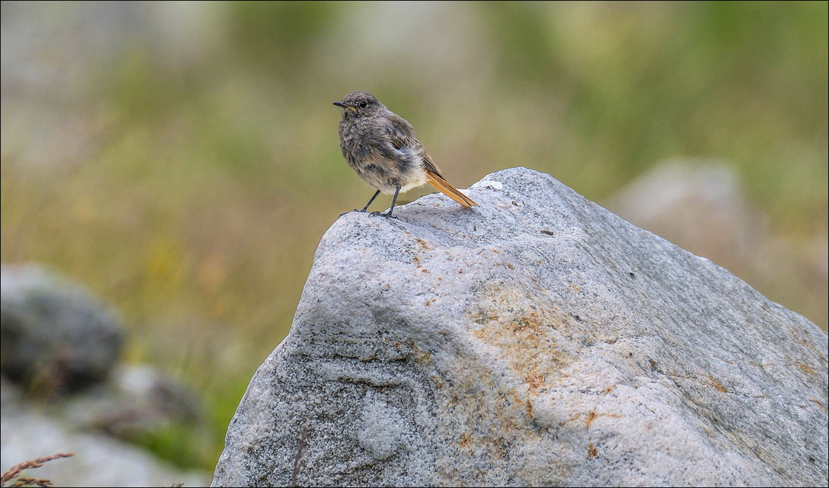 Peut-être un petit rougequeue des montagne qu'en pensez vous?