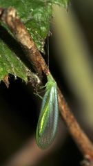 Peyerimhoffina gracilis - die "Kleine" oder "Zierliche" Florfliege, ...