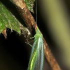 Peyerimhoffina gracilis - die "Kleine" oder "Zierliche" Florfliege, ...