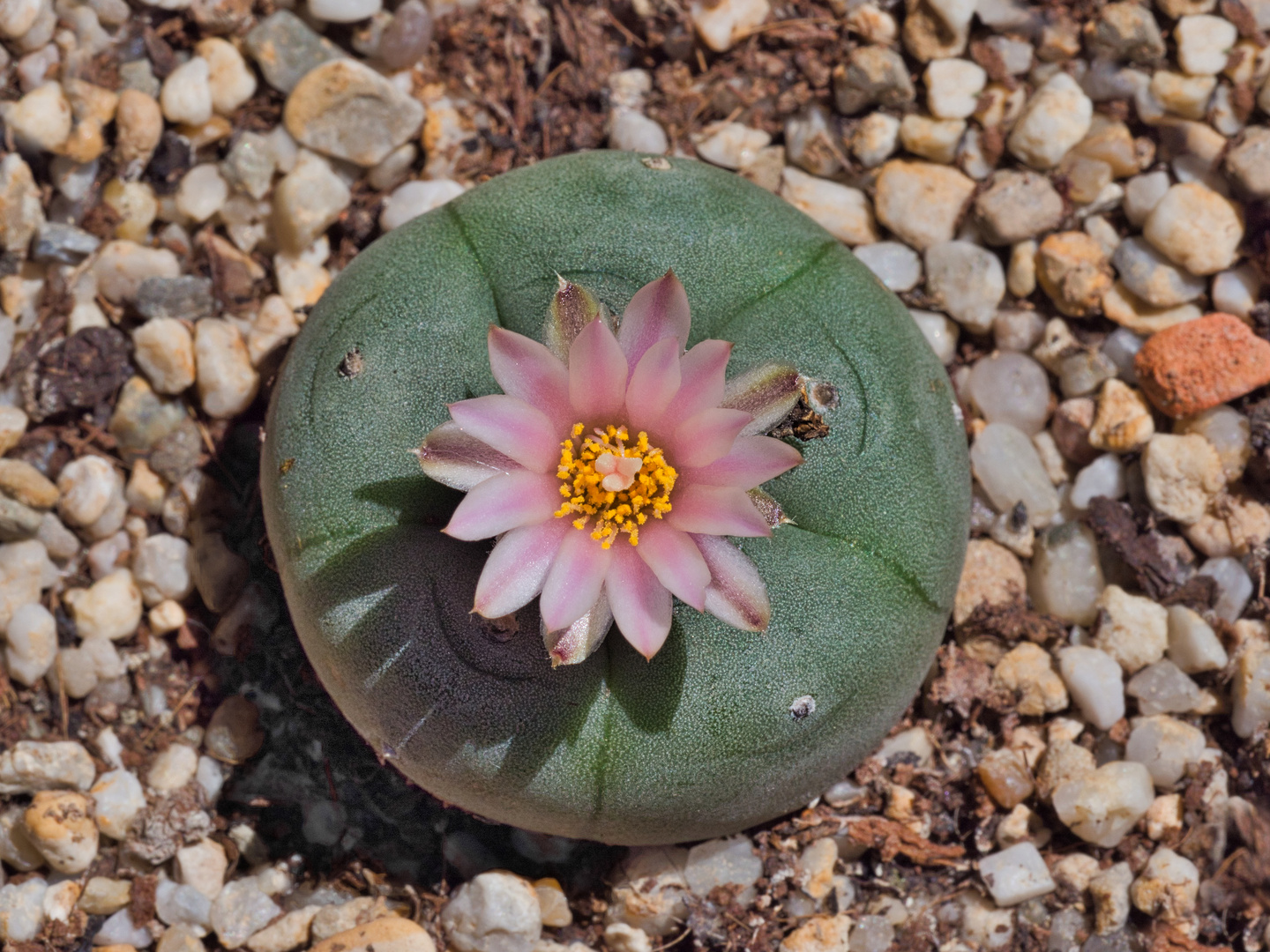 Peyote