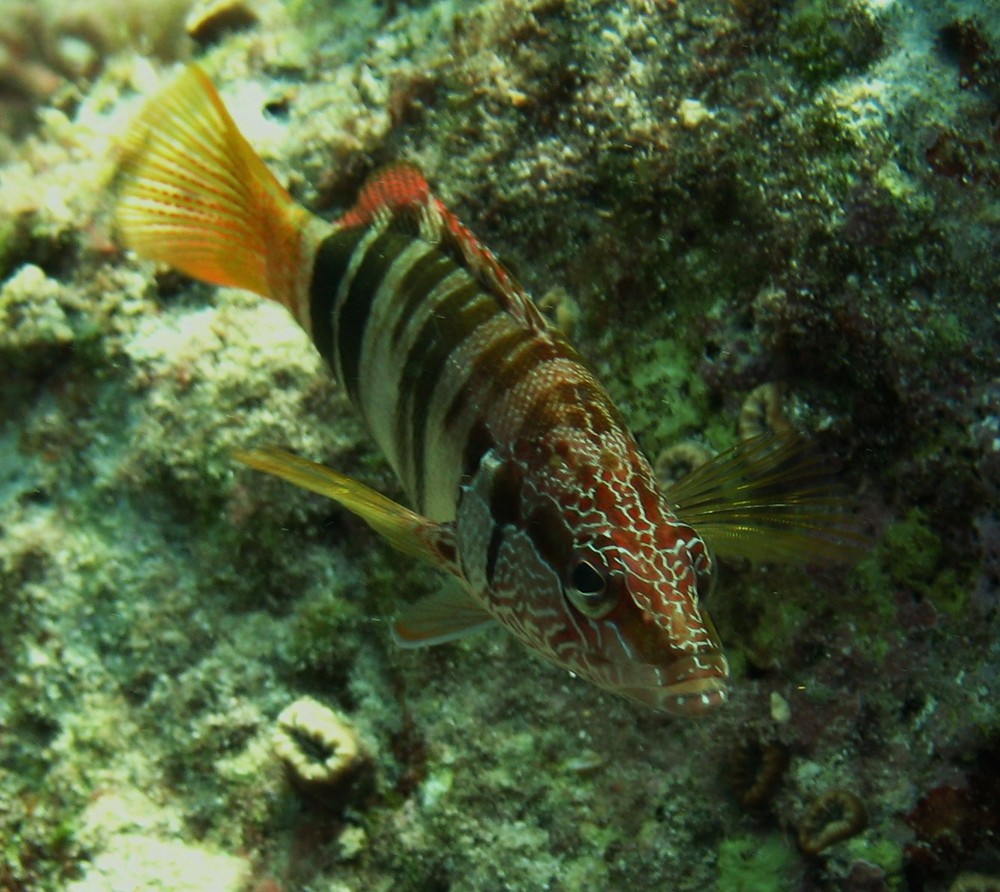 pez vaca Imagen & Foto bajo