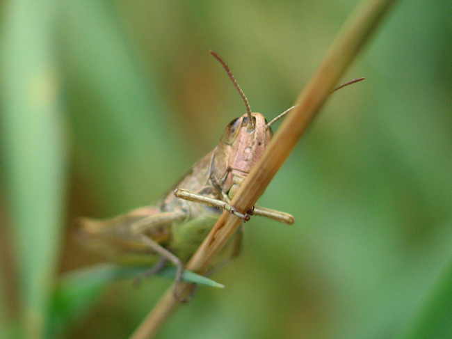 Pezotettix giornai (criquet pansu) - Leuze-en-Hainaut - Belgique