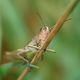 Pezotettix giornai (criquet pansu) - Leuze-en-Hainaut - Belgique