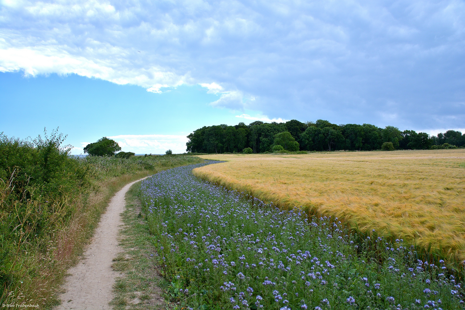 Pfad an der Steilküste an der südöstlichen Spitze von Fehmarn