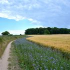 Pfad an der Steilküste an der südöstlichen Spitze von Fehmarn