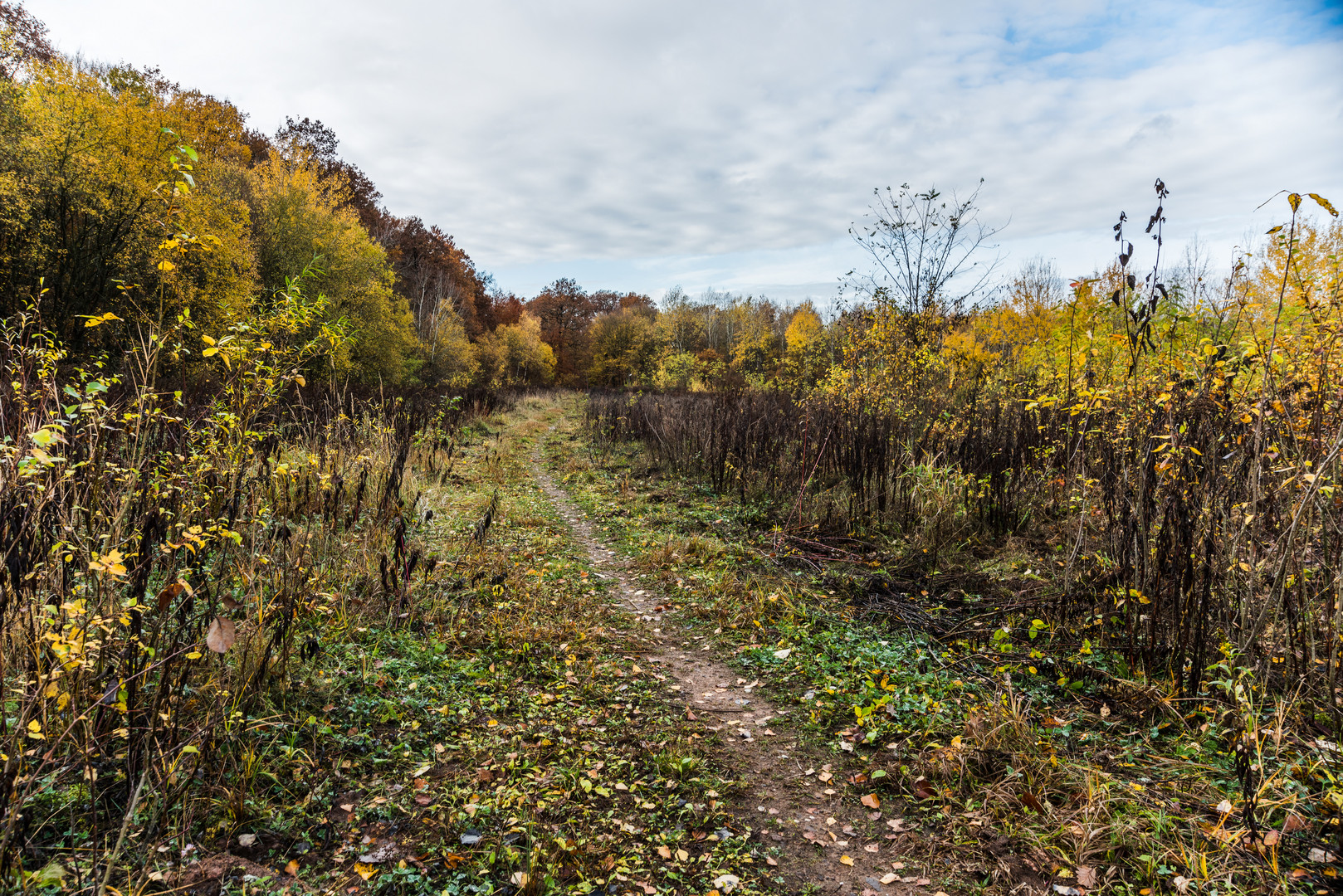 Pfad auf dem Weg zur Halde Lydia Camphausen