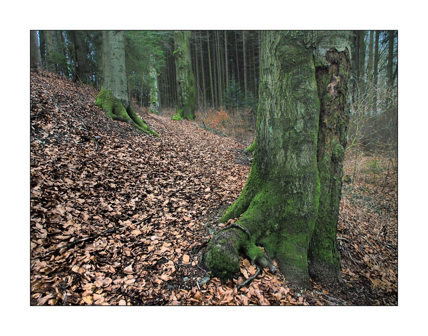 Pfad durch den Kesselwald