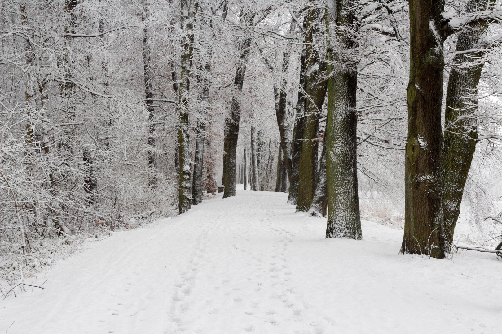 Pfad durch die schneebedeckte Baumlandschaft