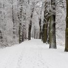 Pfad durch die schneebedeckte Baumlandschaft