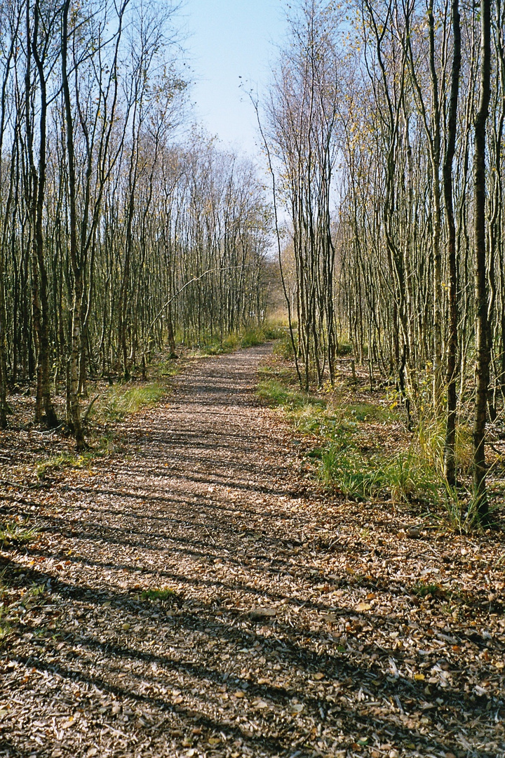 Pfad durchs Ahlenmoor