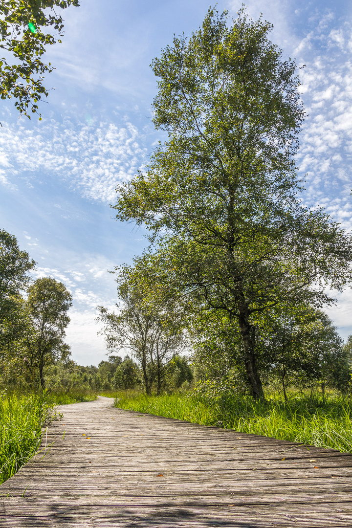 Pfad durchs Ahlenmoor II