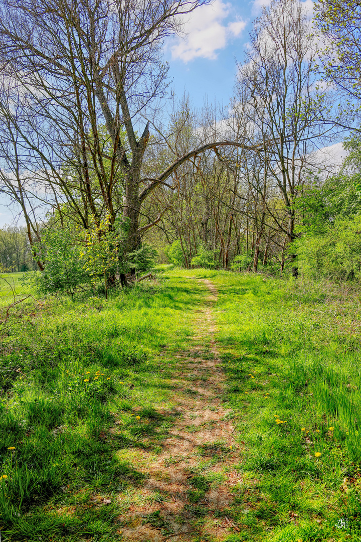 Pfad im Frühling