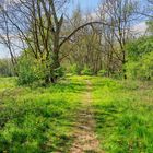 Pfad im Frühling