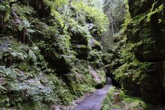 Pfad im Uttewalder Grund (bei Lohmen, Sachsen)