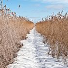 Pfad in den Bodden