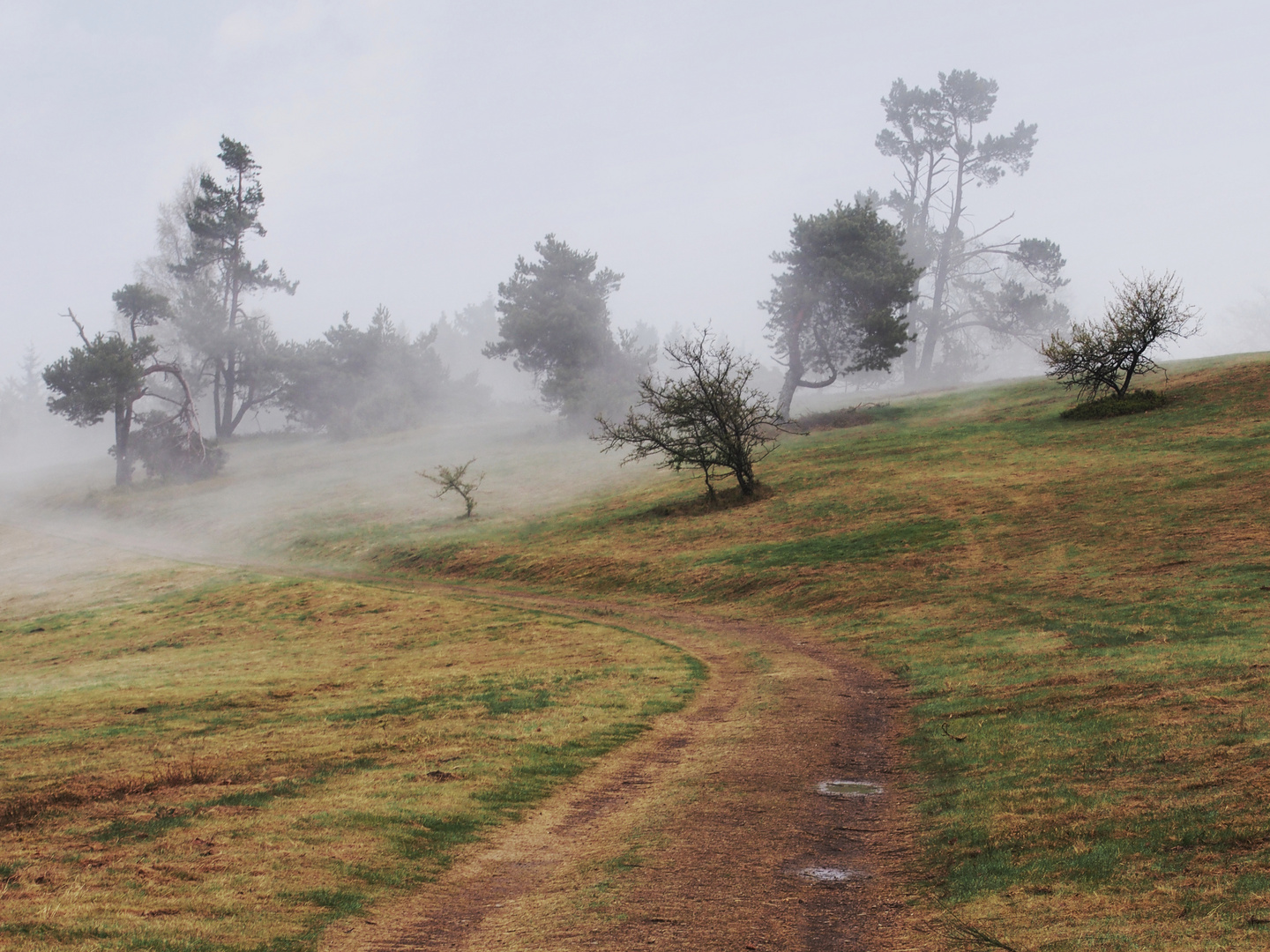 Pfad in den Nebel