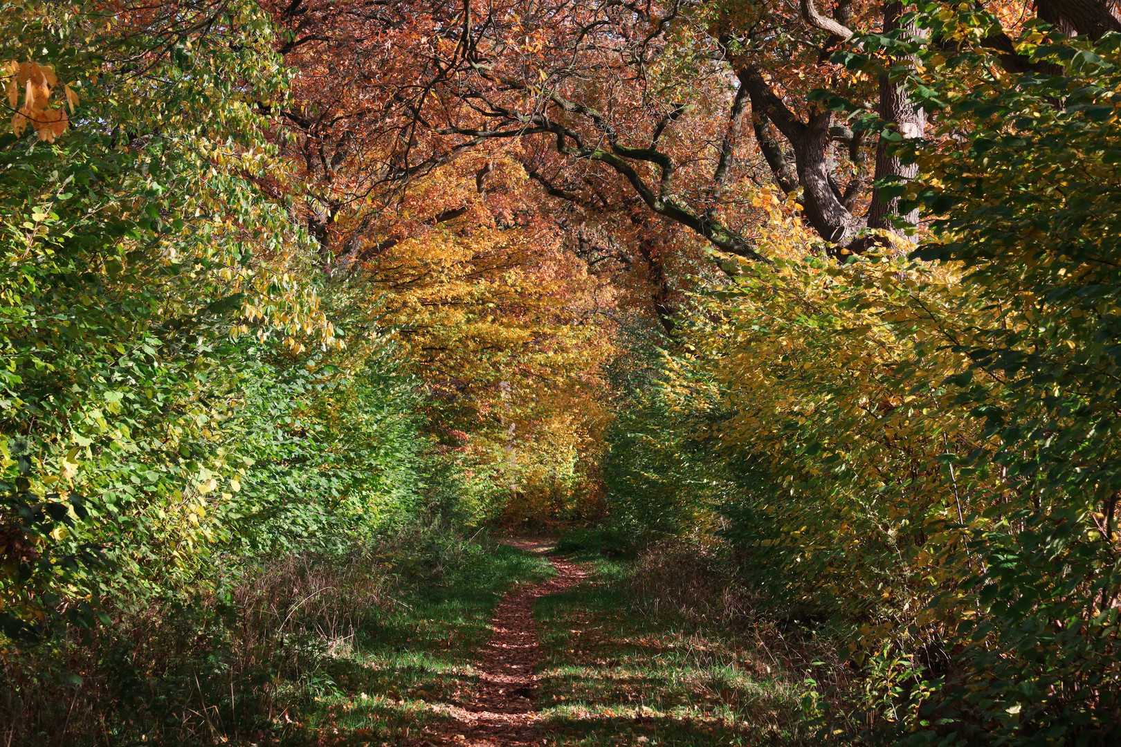 Pfad in die Herbst-Färbung