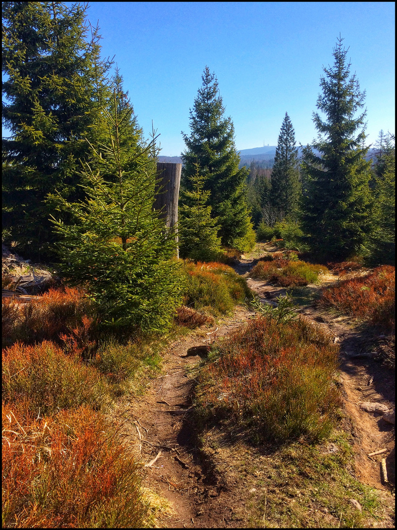 Pfade durch den Oberharz