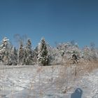 Pfäffikersee 2010 -1