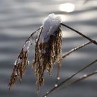 Pfäffikersee am Morgen