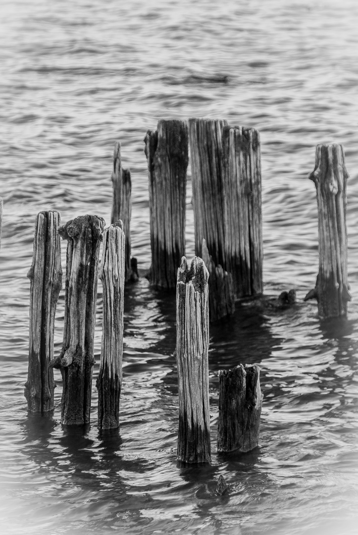 Pfähle im Bodensee