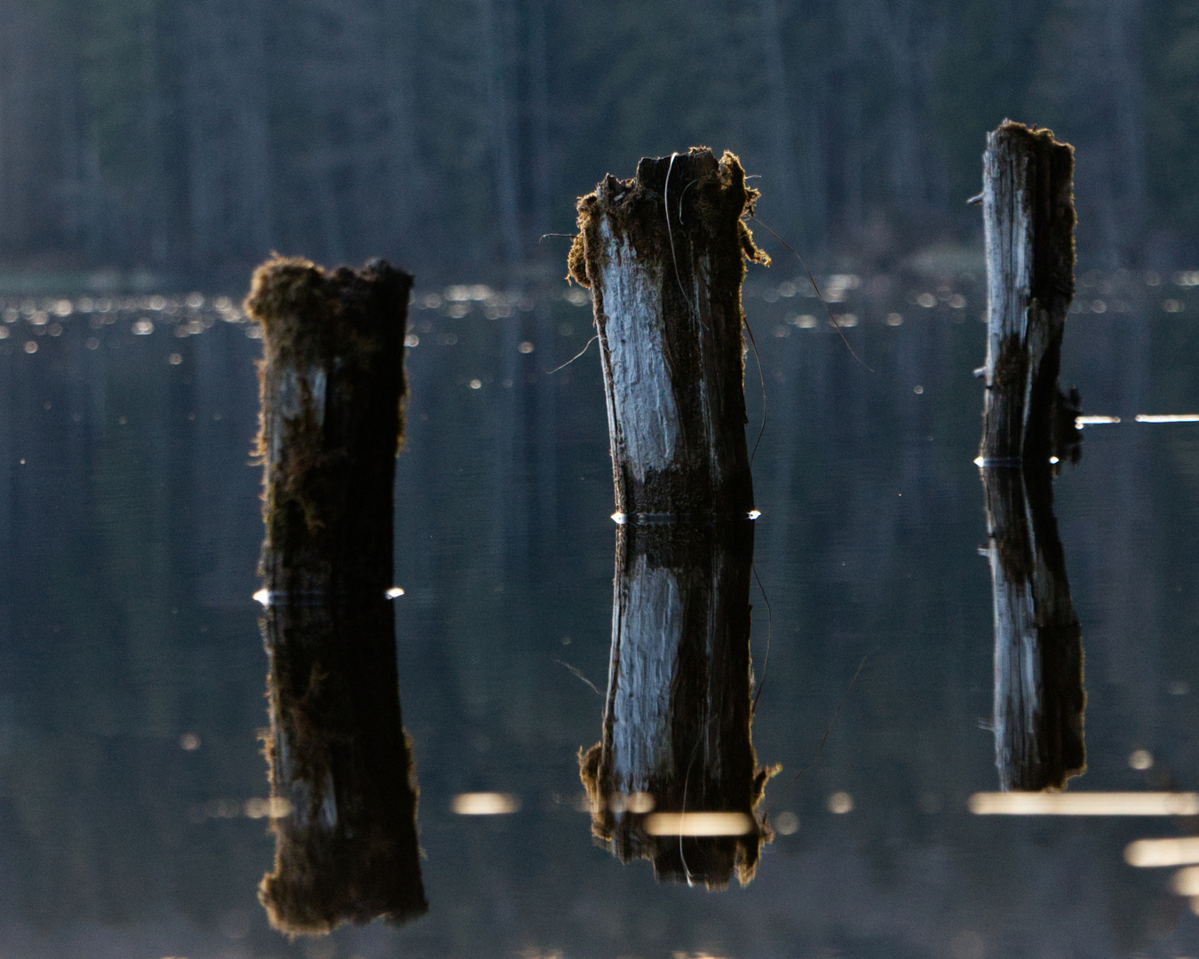 Pfähle im See