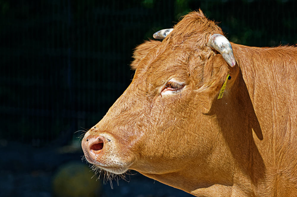 PFÄLZER Foto &amp; Bild | tiere, zoo, wildpark &amp; falknerei, natur Bilder ...