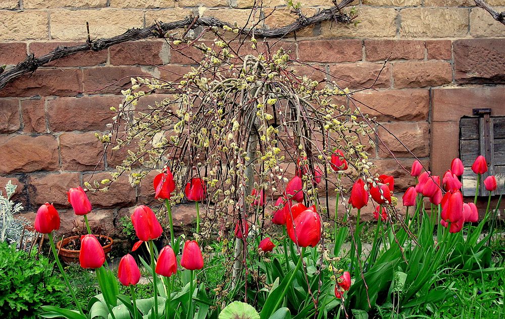 Pfälzer Frühling (1)