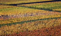 Pfälzer Herbst