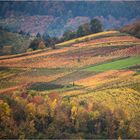 Pfälzer Herbst