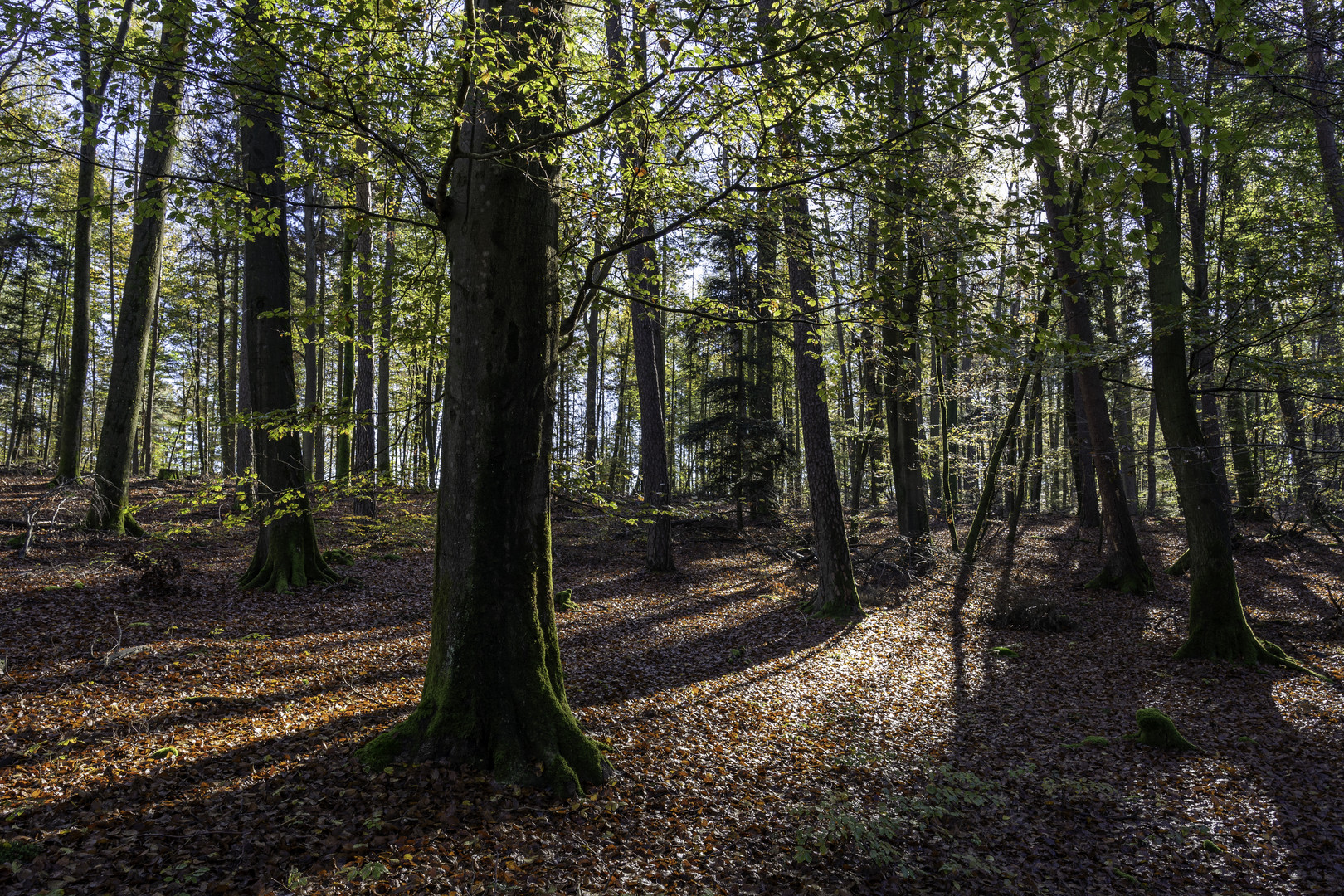 Pfälzer Herbstwald