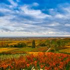 Pfälzer Landschaft