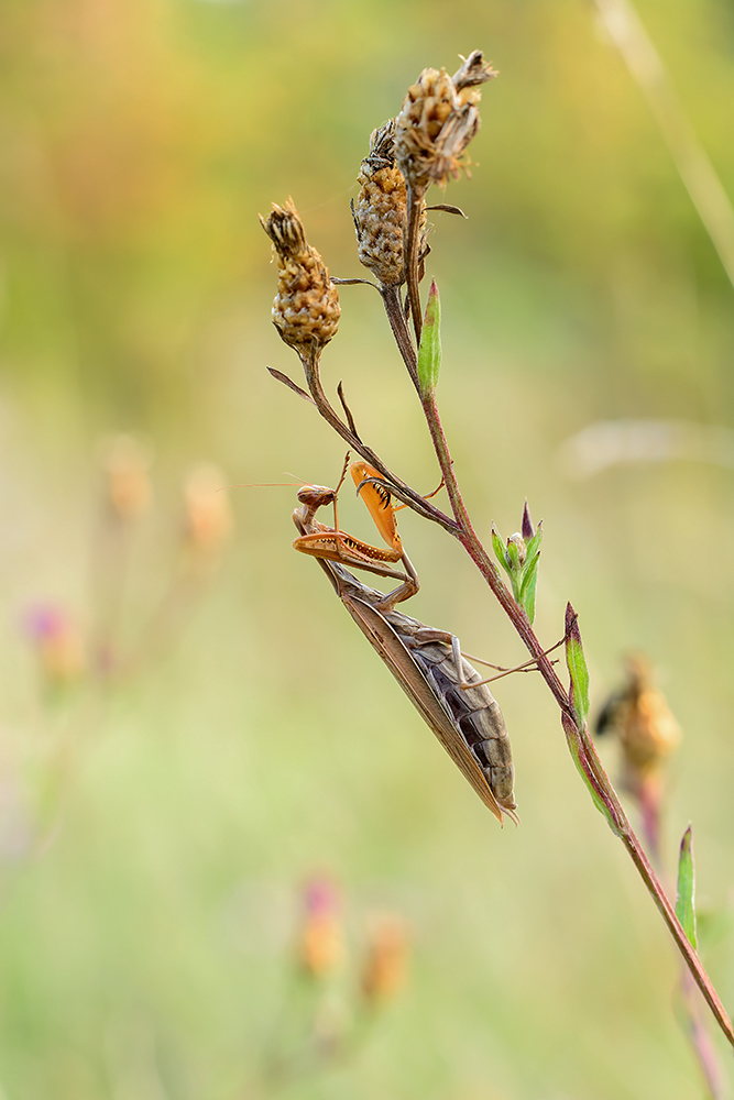 Pfälzer Mantis